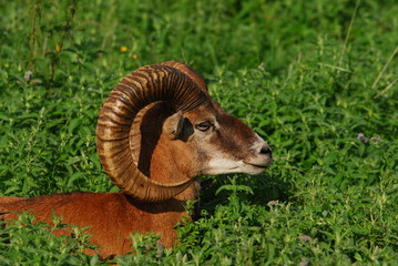 Mufflonbock