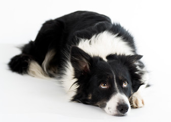 bordercollie in a studio