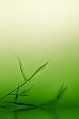 zen and young bamboo over green - nature background