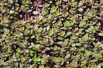 green thyme herb leaves background
