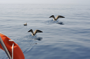 Seagulls landing up seawater on high seas