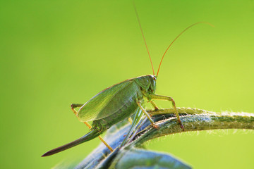 locust