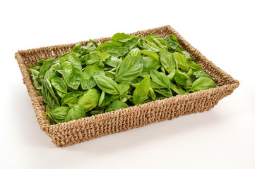 basilico aroma cesto verde bio