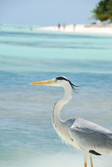 Closeup of a Heron on a maldivian island