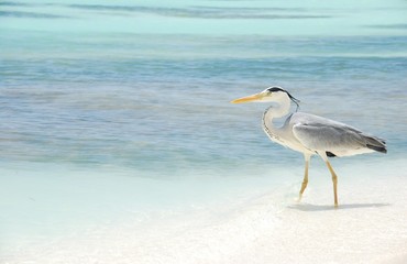 Heron on a maldivian island