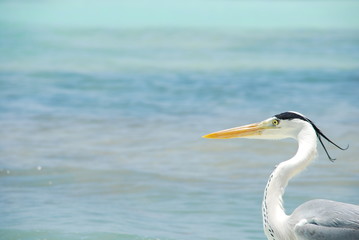 Closeup of a Heron on a maldivian island