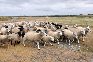 Fototapeta premium moutons de prés salés 01