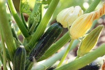 Fleur de courgette