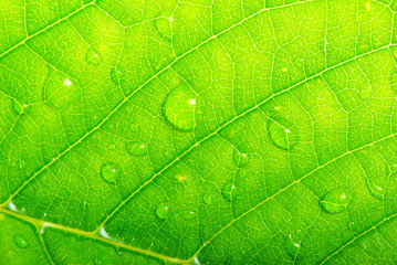 Plakat drops on green leaf