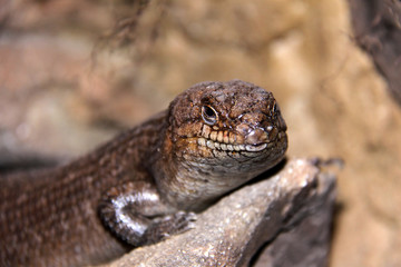 Echse