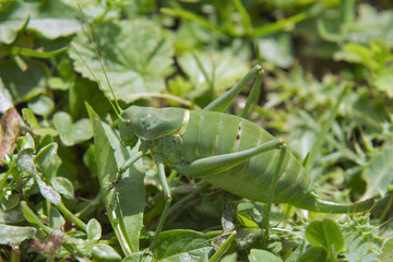 Cavalletta mimetizzata nel verde