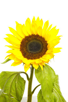 Sunflower isolated over white background.