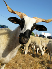 Cabra do Algarve - Ovelhas