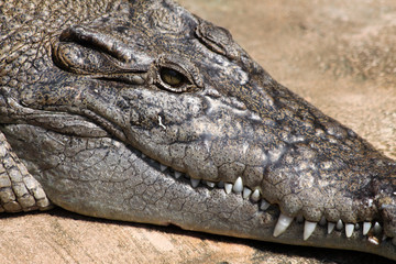 Australian Saltwater Crocodile