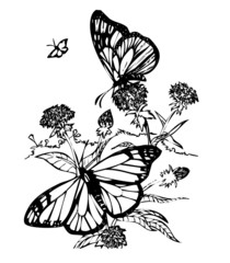 Two butterflies .