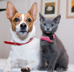 Grey kitten sitting by a Jack Russell terrier