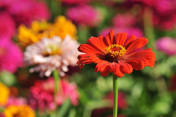 Colorful zinnia flowers in a garden bed