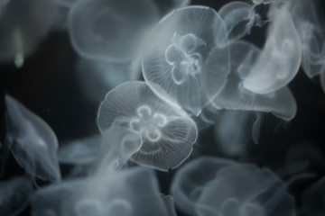 Fototapeta premium jellyfish