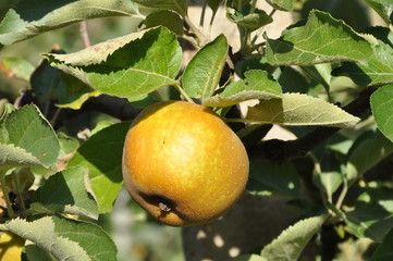 pomme Canada gris sur l'arbre
