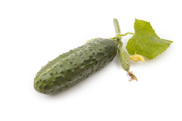Isolated cucumber