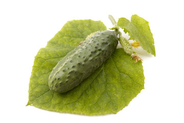 Isolated cucumber
