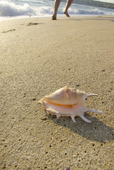 Seashell on the beach