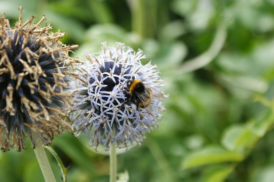 Feur bleue en forme de boule et son bourdon &agrave; Valloires