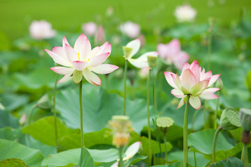Lotus