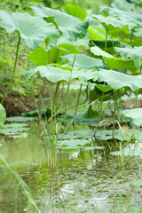 Naklejka premium Lotus