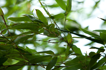 Fototapeta premium Bamboo