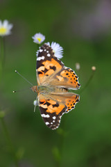 Cynthya cardui - Painted Lady 07