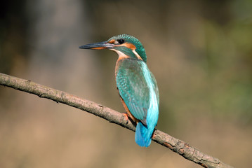 Martín Pescador