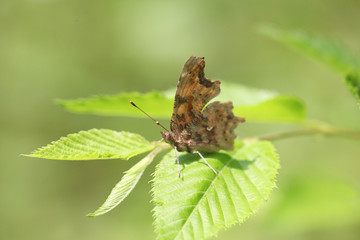 Polygonia c-album 03