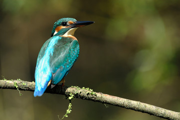 martín pescador