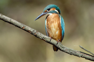 martín Pescador