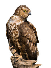 Halcón abejero
