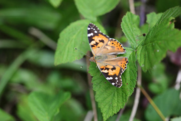Cynthya cardui - Painted Lady 05