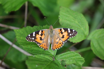 Cynthya cardui - Painted Lady 04