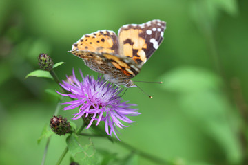 Cynthya cardui - Painted Lady 03