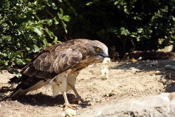 circaète Jean-le-Blanc,circaetus gallicus