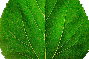 Leaf
