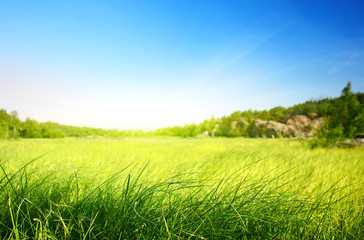 field of grass in north mountain (shallow DOF)