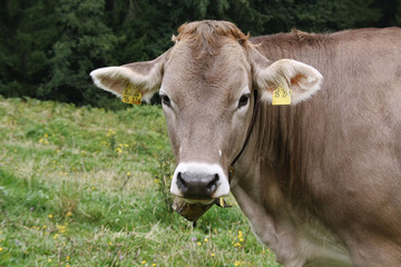 Looking cow