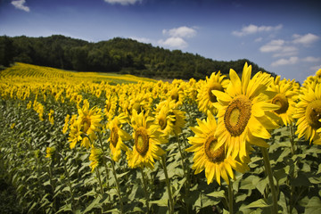 Girasoli del Monferrato