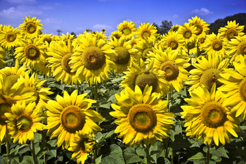 Fototapeta premium Girasoli