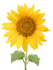 Fototapeta premium sunflower isolated