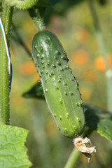 Cucumber on the vine