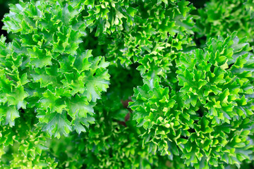 Obraz premium Fresh Parsley