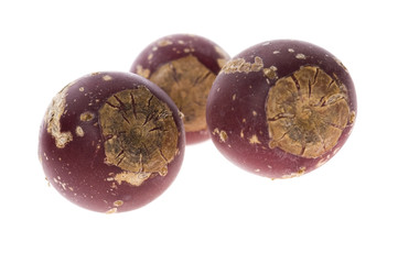 Prickly pear cactus ( Opuntia ficus-indica ) with red fruits