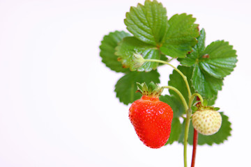 erdbeere,makro